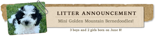 5 Mini Golden Mountain Bernedoodles are available!